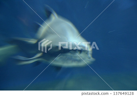 Shark image Shark image 137649128