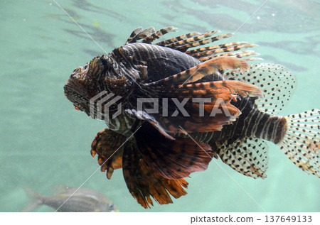 fish魚 137649133