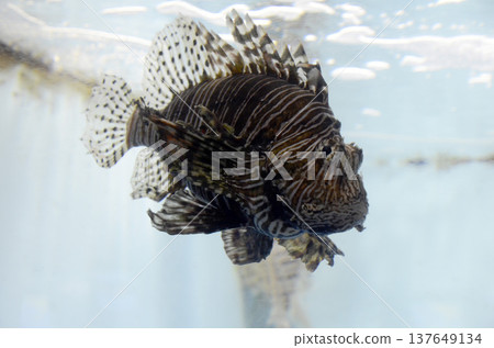 Lionfish 137649134