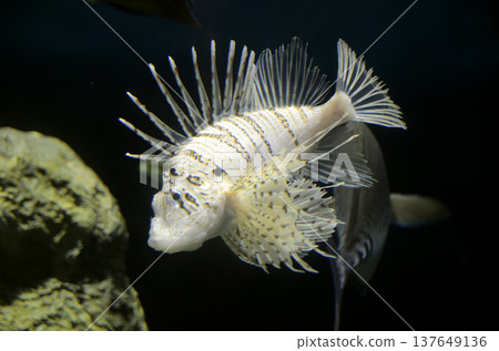 Lionfish Lionfish 137649136