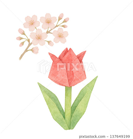 Watercolor illustration of tulips and cherry blossoms - Spring flower material 137649199