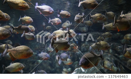 School of Piranhas in Aquarium Dark Water Setting School of Piranhas in Aquarium Dark Water Setting 137649463