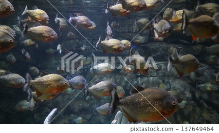 Piranhas in the Aquarium A School of Serrasalmus Nattereri Piranhas in the Aquarium A School of Serrasalmus Nattereri 137649464