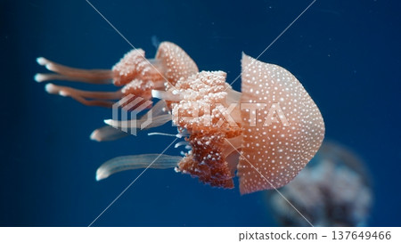 Spotted Jellyfish in Blue Water Spotted Jellyfish in Blue Water 137649466
