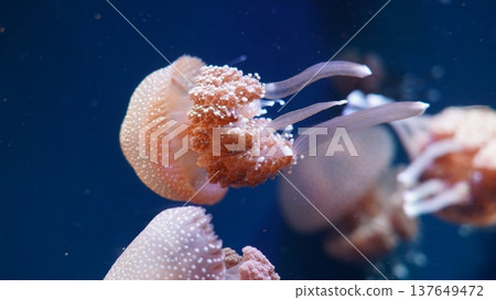 Beautiful Australian Spotted Jellyfish Underwater Beautiful Australian Spotted Jellyfish Underwater 137649472