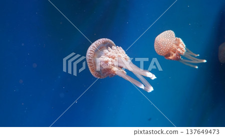 Jellyfish Floating in Blue Water Jellyfish Floating in Blue Water 137649473