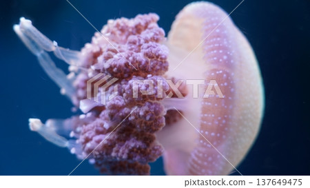 Upside Down Jellyfish with Purple and White Markings Upside Down Jellyfish with Purple and White Markings 137649475