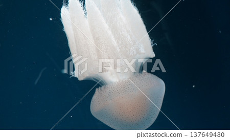 White Spotted Jellyfish Floating in Dark Blue Water 137649480
