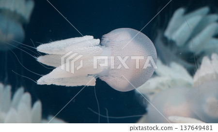 Elegant Spotted Jellyfish Underwater Marine Life Photo Elegant Spotted Jellyfish Underwater Marine Life Photo 137649481