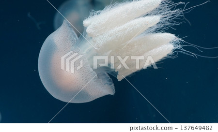 Cauliflower Jellyfish in the Deep Blue Sea 137649482