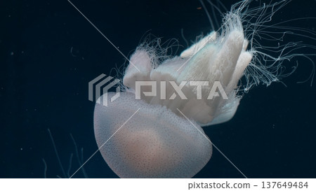 Cauliflower Jellyfish in Dark Ocean Water Cauliflower Jellyfish in Dark Ocean Water 137649484