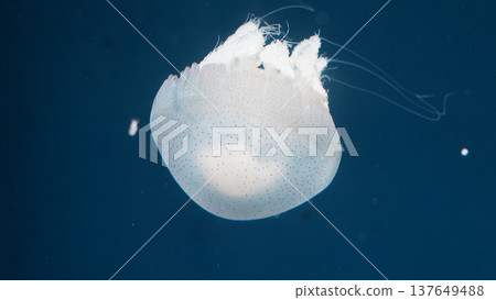White Spotted Jellyfish in the Deep Blue Sea White Spotted Jellyfish in the Deep Blue Sea 137649488