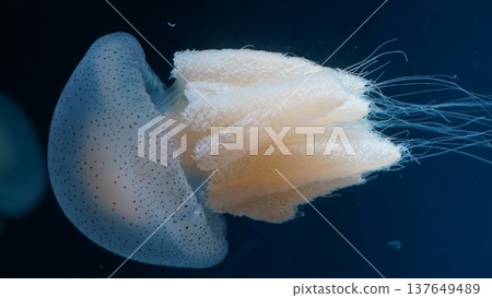 Elegant Spotted Jellyfish Swimming in Dark Blue Water Elegant Spotted Jellyfish Swimming in Dark Blue Water 137649489