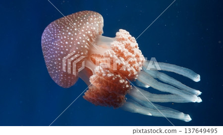 Spotted Jellyfish in Deep Blue Ocean Spotted Jellyfish in Deep Blue Ocean 137649495