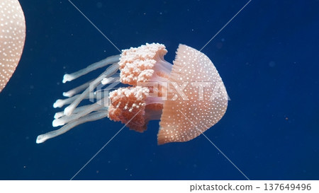Spotted Jellyfish in Deep Blue Ocean Waters Spotted Jellyfish in Deep Blue Ocean Waters 137649496