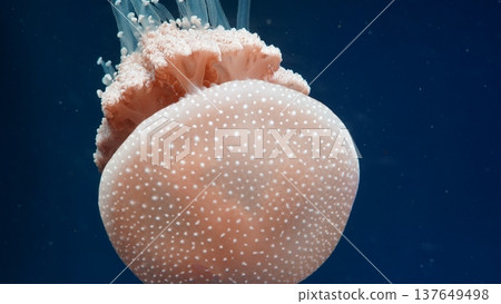 Cauliflower Jellyfish in Dark Blue Water 137649498