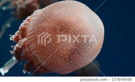 Peach Colored Jellyfish Swimming in Dark Blue Water Peach Colored Jellyfish Swimming in Dark Blue Water 137649500