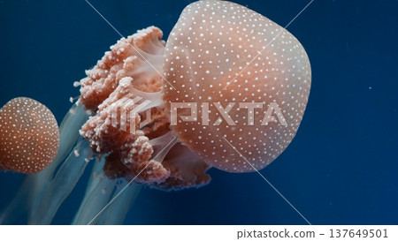 Spotted Jellyfish in Deep Blue Ocean Water 137649501
