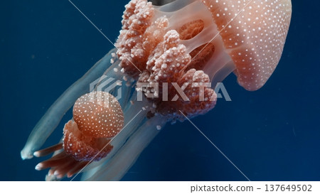 Brown Jellyfish with White Spots Swimming in Ocean 137649502