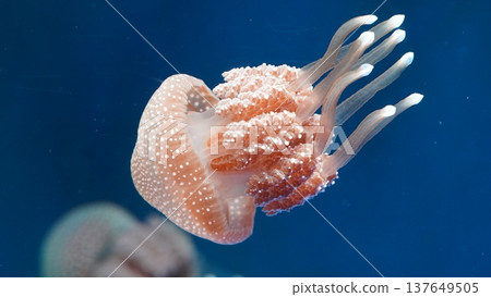 Spotted Jellyfish Floating in the Ocean Spotted Jellyfish Floating in the Ocean 137649505