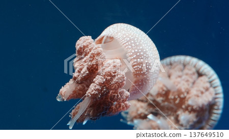White Spotted Jellyfish in Blue Ocean Waters 137649510