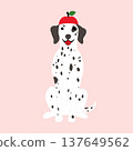 A cute Dalmatian wear red apple hat illustration 137649562