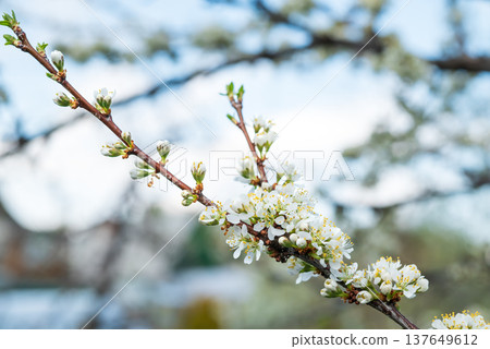 Branch of flowering plum tree in garden in spring 137649612