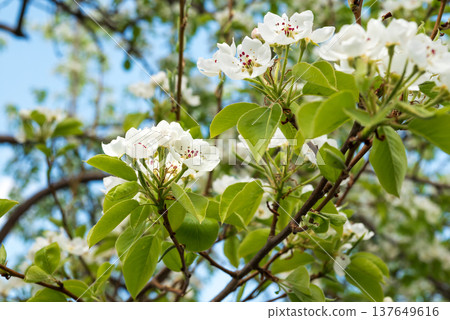 Beautiful pear tree flowers on branch in spring. Close-up of white inflorescences of pear tree. 137649616