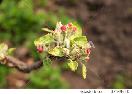 A close-up of an apple tree branch with flower buds. Conceptually, it depicts spring, gardening A close-up of an apple tree branch with flower buds. Conceptually, it depicts spring, gardening 137649618