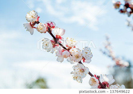 Macro photo of a blooming branch of an apricot tree in spring against a blue sky background. Fruit trees in agriculture 137649622