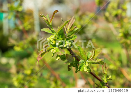 Close-up of honeysuckle flower buds blooming on bush branch in spring. Close-up of honeysuckle flower buds blooming on bush branch in spring. 137649629