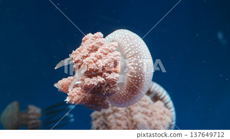 Whitespotted Jellyfish Underwater Marine Life 137649712