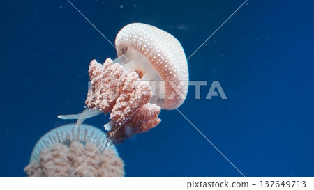 Spotted Jellyfish in Deep Blue Ocean Water 137649713