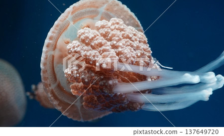 Cauliflower Jellyfish in Deep Blue Ocean Water Close Up Cauliflower Jellyfish in Deep Blue Ocean Water Close Up 137649720