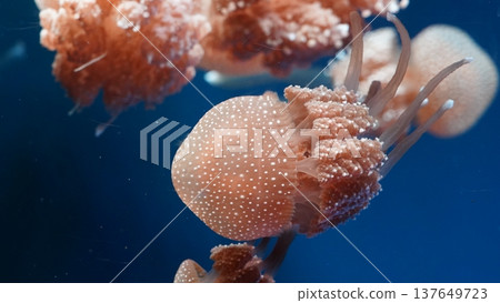 Australian Spotted Jellyfish in Blue Water Australian Spotted Jellyfish in Blue Water 137649723