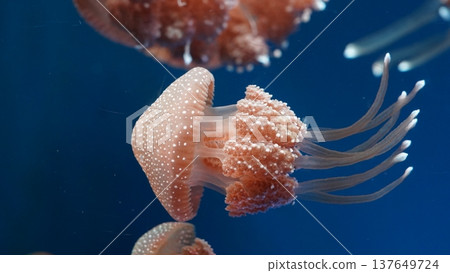 Australian Spotted Jellyfish Swimming Underwater Australian Spotted Jellyfish Swimming Underwater 137649724