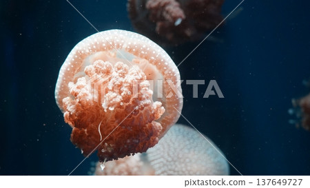 Australian Spotted Jellyfish in Aquarium Setting 137649727