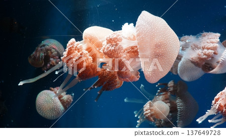 Jellyfish in Deep Blue Water Marine Life 137649728
