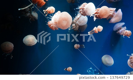 Spotted Jellyfish Graceful Marine Life in Deep Blue Water Spotted Jellyfish Graceful Marine Life in Deep Blue Water 137649729
