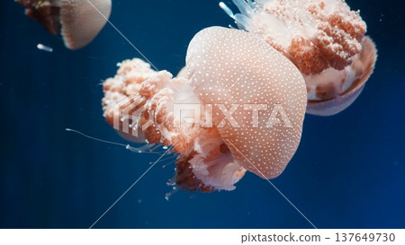 Spotted Jellyfish in Deep Blue Water Photography Spotted Jellyfish in Deep Blue Water Photography 137649730