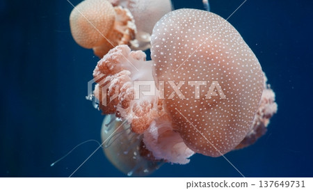 Spotted Jellyfish Floating in Deep Blue Ocean Water Spotted Jellyfish Floating in Deep Blue Ocean Water 137649731