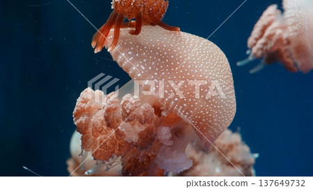 Spotted Jellyfish Underwater Wonders in Ocean Spotted Jellyfish Underwater Wonders in Ocean 137649732