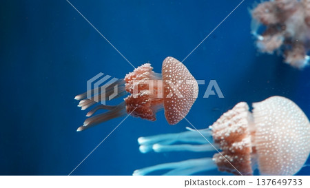 Spotted Jellyfish Swimming in Deep Blue Ocean Water Spotted Jellyfish Swimming in Deep Blue Ocean Water 137649733