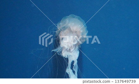 Translucent Jellyfish Floating in Blue Ocean Water Translucent Jellyfish Floating in Blue Ocean Water 137649739