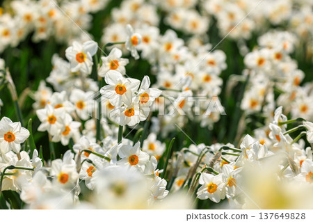 White daffodils herald the arrival of spring in Toyako Town, Hokkaido [May] 137649828