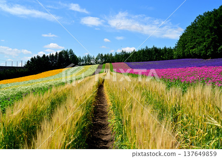 富良野的夏天：薰衣草田與麥穗 137649859