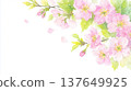 Illustration of cherry blossoms and petals 137649925