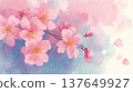 Illustration of cherry blossoms and petals 137649927
