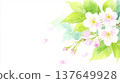 Illustration of cherry blossoms and petals 137649928