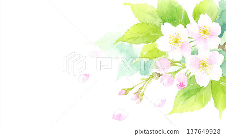 Illustration of cherry blossoms and petals 137649928